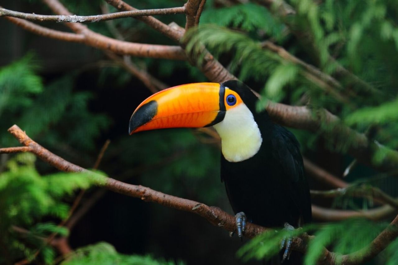 Belo passaro tucano / Beautiful toucan bird
